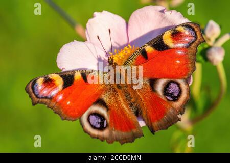Peacock Butterfly - Inachis io, wunderschön gefärbter Buschfuß-Schmetterling aus europäischen Wiesen und Gärten, Zlin, Tschechische Republik. Stockfoto