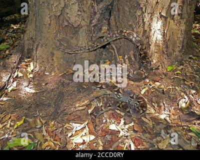 Dumeril-Boa (Acrantophis dumerili), eine nicht-giftige Boa-Art, die in Madagaskar endemisch ist. Stockfoto