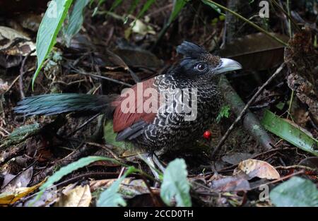 Gebänderter Bodenkuckuck (Neomorphus radiolosus) in einem subtropischen feuchten Bergschokuwald in Ecuador. Stehende Stil auf dem Boden. Stockfoto