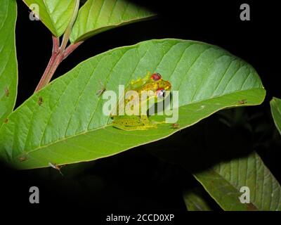 Boophis rappiodes. Eine Froschart, die im östlichen und südlichen Regenwaldgürtel Madagaskars endemisch ist und entlang von Bächen im Regenwald lebt. Bedroht von Stockfoto