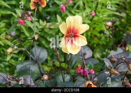 Dahlie (Dahlia Pinnata) Stockfoto