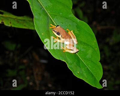 Blauer Schilfrosch (Heterixalus madagascariensis), auch bekannt als der puderblaue Schilfrosch. Eine Art von Frosch in der Familie Hyperoliidae endemisch Stockfoto