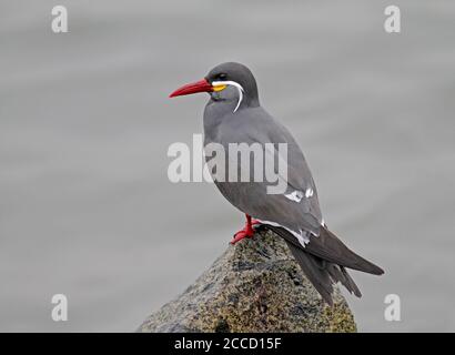 Inka Tern (Larosterna inca) entlang der Küste von Peru. Dieser einzigartig gefiederte Vogel brütet an den Küsten von Peru und Chile und ist auf den Humb beschränkt Stockfoto