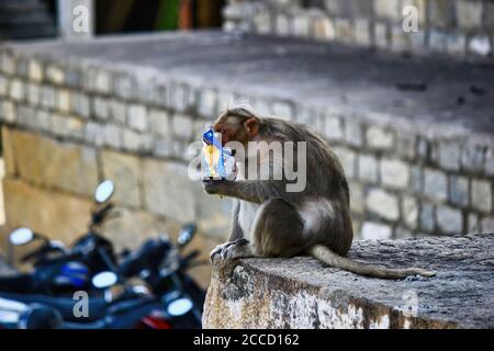 Ein Affe essen Kartoffelchips in Bangalore Stadt befindet sich in Südindien Stockfoto