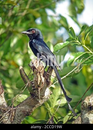 Erwachsene Mayotte Drongo (Dicrurus waldenii) auf der Insel Mayotte im Indischen Ozean. Stockfoto