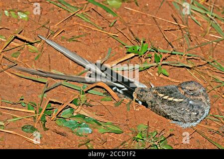 Erwachsener Wimpel-geflügelter Nachtschwalbe (Caprimulgus vexillarius), der in Uganda am Straßenrand ruht. Stockfoto