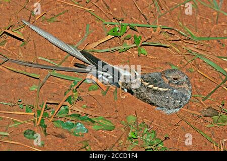 Erwachsener Wimpel-geflügelter Nachtschwalbe (Caprimulgus vexillarius), der in Uganda am Straßenrand ruht. Stockfoto