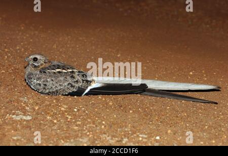 Erwachsener Wimpel-geflügelter Nachtschwalbe (Caprimulgus vexillarius), der in Uganda am Straßenrand ruht. Stockfoto