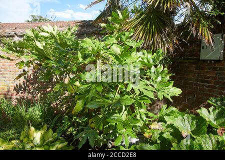 Fatsia japonica oder Rizinusöl Pflanze wächst in einem sonnigen Ort in einem ummauerten Garten, England, Großbritannien, GB. Stockfoto