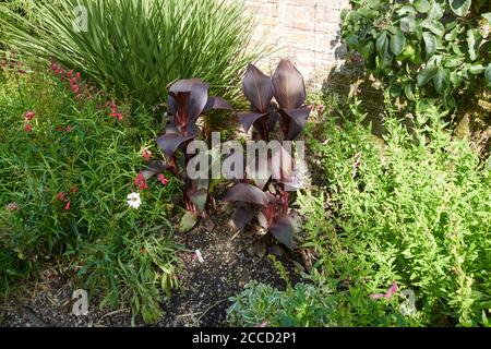 Canna Lily (Canna indica) wächst in einer englischen Gartengrenze. Stockfoto