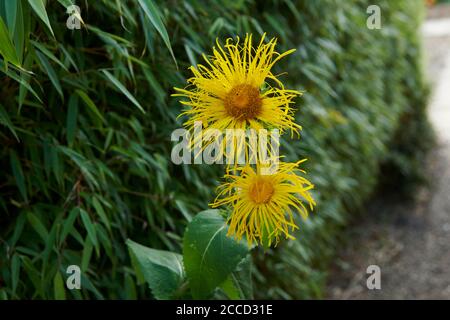 Elektampan (Inula helenium) Yellowhead, Elf Dock oder Pferd-heilen. Stockfoto