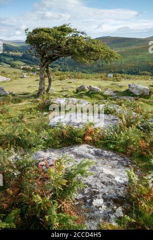 Ein Weißdornbaum am Combestone Tor, Dartmoor, an einem Sommermorgen. Stockfoto