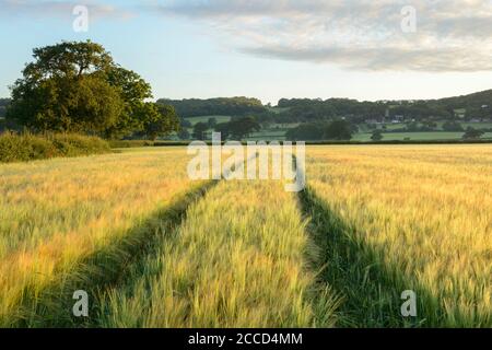 Ein Feld von jungen Gerstenernte in North Somerset an einem sonnigen Morgen. Stockfoto