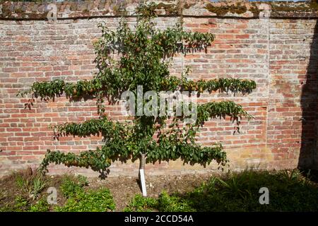 Konferenz Birne ( Pyrus communis ) wächst gegen eine nach Süden gerichtete Gartenmauer,, East Yorkshire England, UK, GB, Stockfoto