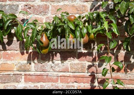 Konferenz Birne ( Pyrus communis ) wächst gegen eine nach Süden gerichtete Gartenmauer,, East Yorkshire England, UK, GB, Stockfoto