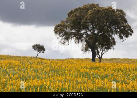 Ländliche Szene in der Region Alentejo in Portugal Stockfoto