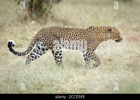 Erwachsene Leopard Walking alert in Masai Mara in Kenia Stockfoto