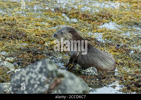 Eurasische Otter Lutra lutra Stockfoto