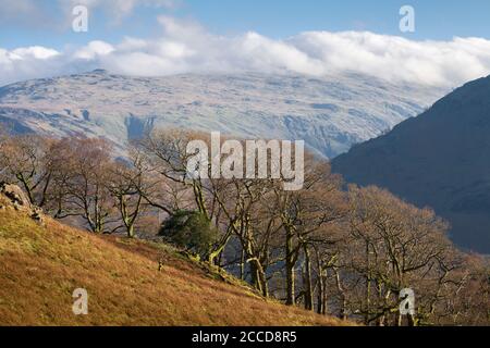 Coldbarrow Fell und Ullschal von der Seite des High Scawdel über dem Borrowdale Valley im Lake District National Park, Cumbria, England. Stockfoto
