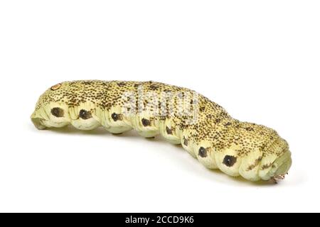 Caterpillar of Death's-Head Hawkmoth lateinischen Namen (Acherontia atropos). Isoliert auf weißem Hintergrund. Hochauflösendes Foto. Volle Schärfentiefe. Stockfoto