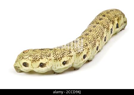 Caterpillar of Death's-Head Hawkmoth lateinischen Namen (Acherontia atropos). Isoliert auf weißem Hintergrund. Hochauflösendes Foto. Volle Schärfentiefe. Stockfoto