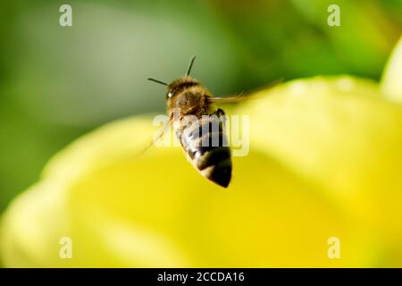 Biene im Flug auf einer Blume, Honigbiene. Hochauflösendes Foto. Selektiver Fokus. Geringe Schärfentiefe. Stockfoto