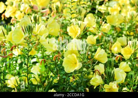 Schöne blühende gelbe Enotera im Sommergarten. Hochauflösendes Foto. Selektiver Fokus. Geringe Schärfentiefe. Stockfoto