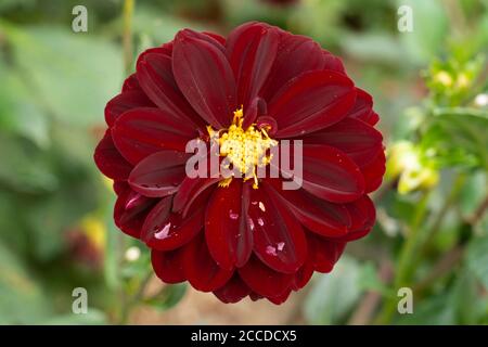 Intensive dunkle halbrote Pfingstrose Dahlia-Blüte mit einem kompakten gelben Zentrum und Regentropfen auf den Blütenblättern, aus der Familie der Asteraceae, August, Österreich Stockfoto