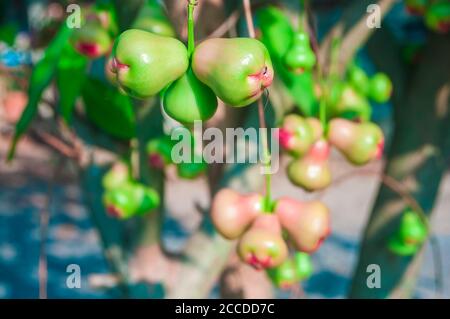 Frisches Wasser Apfel oder Rose Apfelfrucht hängen an Baum. Stockfoto