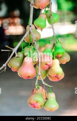 Frisches Wasser Apfel oder Rose Apfelfrucht hängen an Baum. Stockfoto