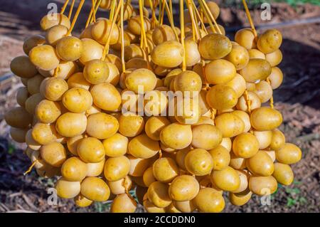 Frische reife gelbe Dattelfrüchte Büschel auf Dattelpalme. Stockfoto