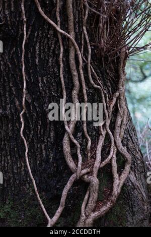 Linn Park, Glasgow Stockfoto