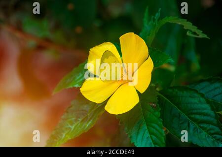 Gelber Schmetterling auf leuchtend gelben Blüten der Salbei Rose, Westindische Holly. Wissenschaftlicher Name: Turnera ulmifolia L. die Blumen blühen am Morgen und Stockfoto