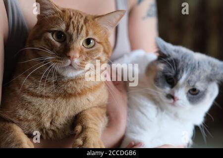 Nahaufnahme einer orangefarbenen Katze und einer britischen Kurzhaarkatze im Arm des Besitzers. Hintergrund verwischen Stockfoto