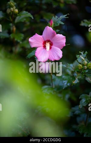 Blume von Minerva Rose von Sharon gemeiner Hibiskus rosa althea Stockfoto