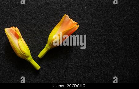 Kaner Blume auf schwarzem Hintergrund. Stockfoto