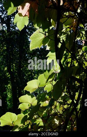 Kletterpflanze von purpurem Glanz mit großen ovalen Blättern von sonniger grüner Farbe. Stockfoto