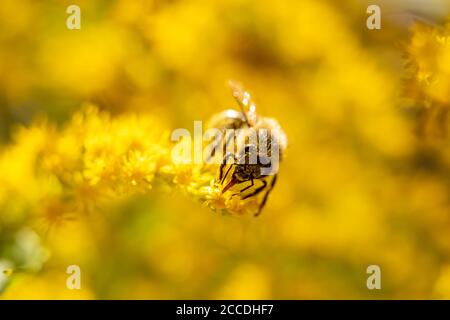 Kleine fleißige Biene sammelt gelbe Blütenpollen während sonnigen Frühlings- oder Sommertagen im Garten. Honigbienen bekannt für Bau Nester aus Wachs Stockfoto