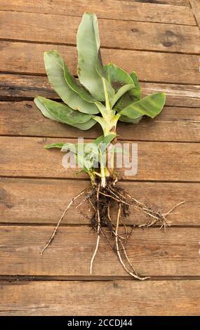 Zwerg Cavendish Bananenbaum auf Holzhintergrund. Stockfoto