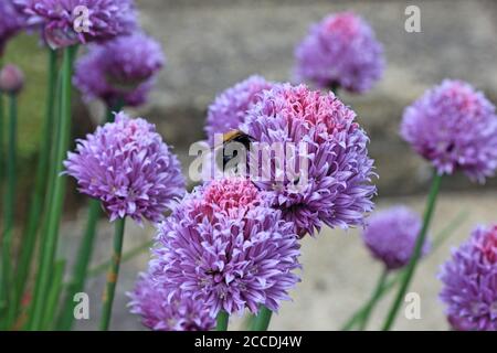 Biene auf Schnittlauch-Blume Stockfoto