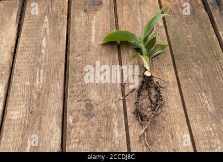 Winziger Zwerg Cavendish Bananenbaum auf Holzhintergrund. Im Prozess des repotting. Speicherplatz Kopieren. Stockfoto
