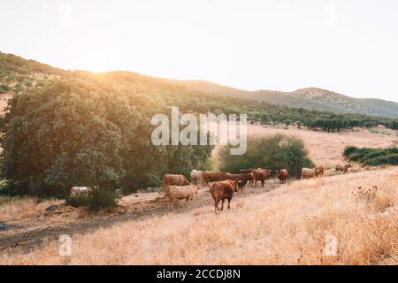 Kühe und Stiere auf der Weide von extremadura. Stockfoto