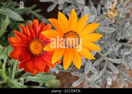 GAZANIA - AFRIKANISCHE GÄNSEBLÜMCHEN Stockfoto