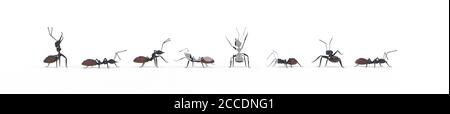 Teamwork-Konzept mit Ameisen 3D-Rendering Stockfoto