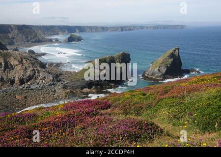 Zerklüftete Küste im Norden von Cornwall westlich von Portreath. Dieser Küstenabschnitt ist bekannt als North Cliffs, mit Samphire Island im Vordergrund. Stockfoto