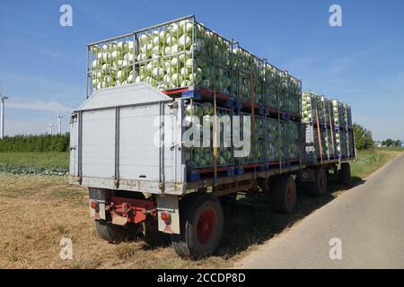 Geerntetes Kohl wartet darauf, wegtransportiert zu werden. Stockfoto