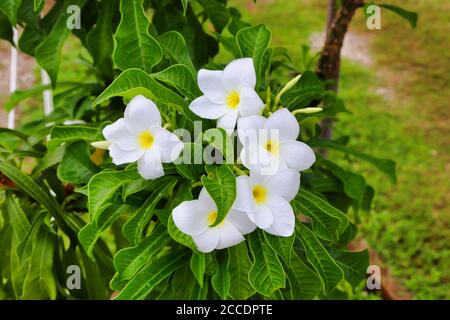 Elegante weiße Blumen im Central Park von Hulhumale, Malediven Stockfoto