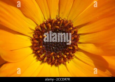 Extreme Nahaufnahme einer englischen Ringelblume (Calendula officinalis) Stockfoto