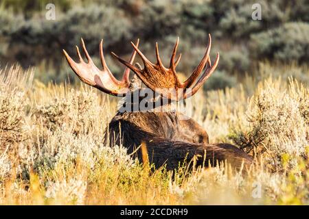 Seitenansicht von Bullmoose mit großem Geweih, das sich hinlegt Und sich im Morgenlicht im Grand Teton National ausruhen Parken Stockfoto