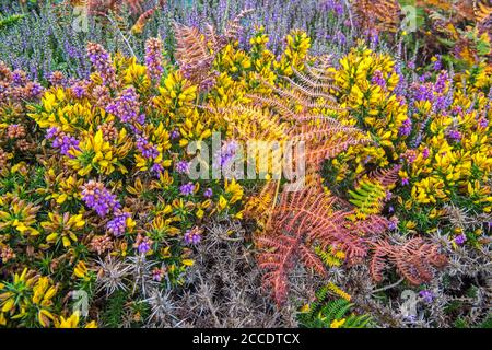 Glockenheide (Erica cinerea) und westliche Gorse / Zwergfurze (Ulex gallii) im Sommer in Blüte Stockfoto